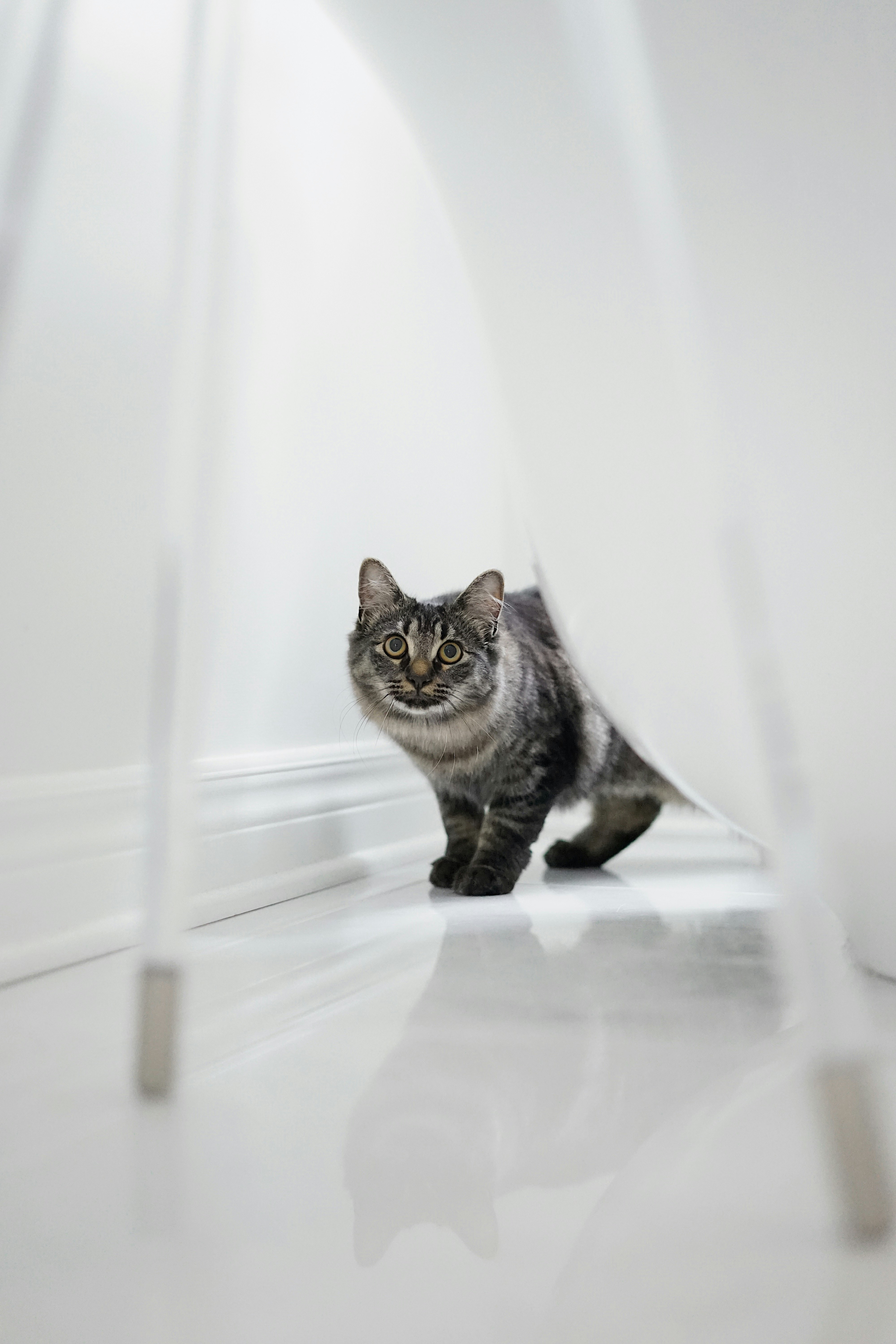 brown tabby cat on white textile